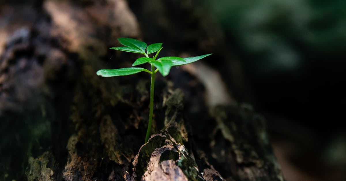découvrez le life coaching pour transformer votre vie ! obtenez un accompagnement personnalisé pour atteindre vos objectifs, surmonter vos obstacles et développer votre potentiel. reprenez le contrôle de votre avenir dès aujourd'hui.