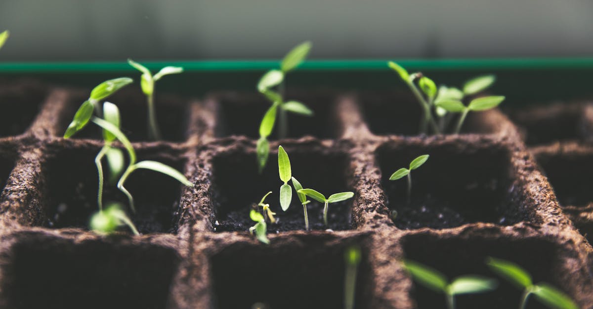 découvrez comment stimuler la croissance personnelle et professionnelle grâce à des stratégies efficaces et des conseils pratiques. transformez votre potentiel en succès durable.