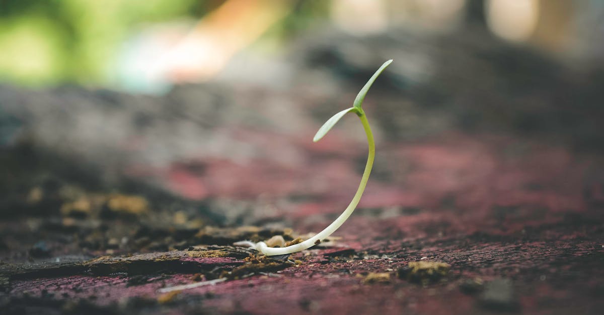 découvrez comment stimuler votre croissance personnelle et professionnelle grâce à des stratégies efficaces. apprenez à surmonter les obstacles, à développer vos compétences et à atteindre vos objectifs avec succès.