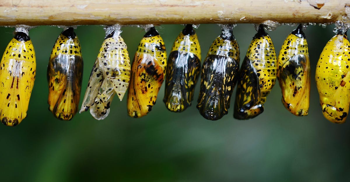 découvrez comment réussir une transformation organisationnelle efficace grâce à des stratégies innovantes et une gestion du changement adaptée. optimisez vos processus et renforcez la culture d'entreprise pour accompagner la croissance.